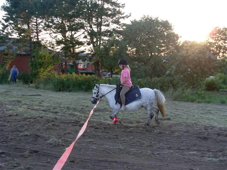 Anden særlig race Wendy solgt - jeg rider på wendy i longe  billede 11