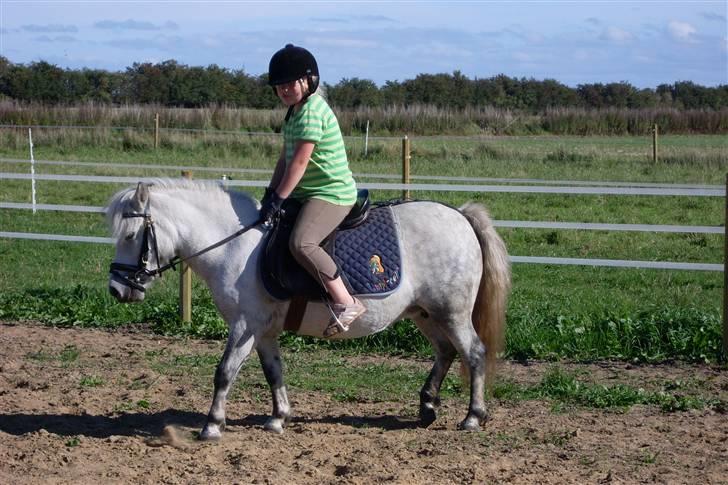 Anden særlig race Wendy solgt billede 13