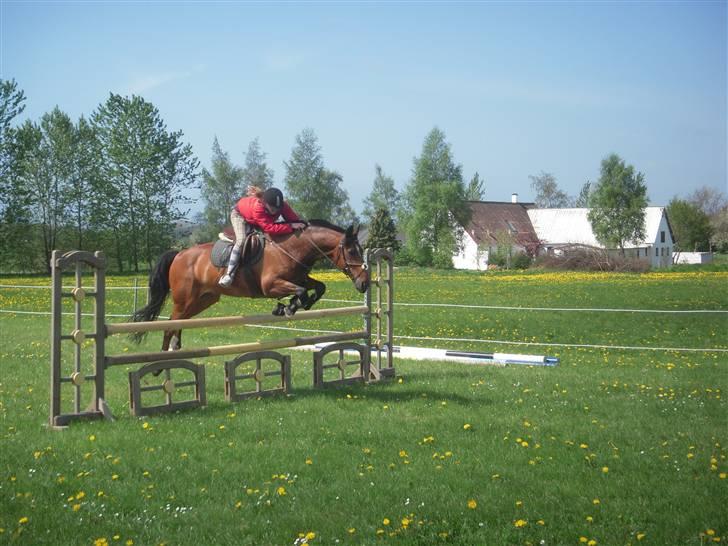 Dansk Varmblod Keevind (solgt)  - Anden gang jeg springer på ham.. :D Hun er super !  billede 14