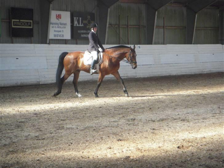 Dansk Varmblod Keevind (solgt)  - Dressur stævne LA4 (:  billede 15