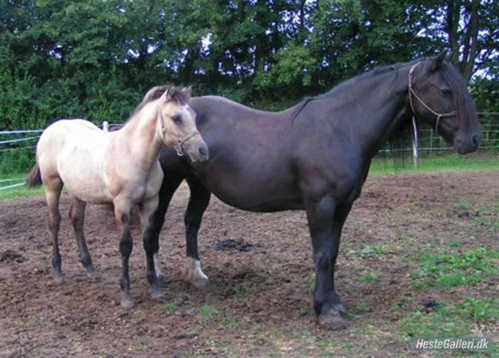 Anden særlig race chinosch (MiTho's  cosi) - foto: mitho's heste.
da han var lille sammen med sin smukke moar..:D  billede 3