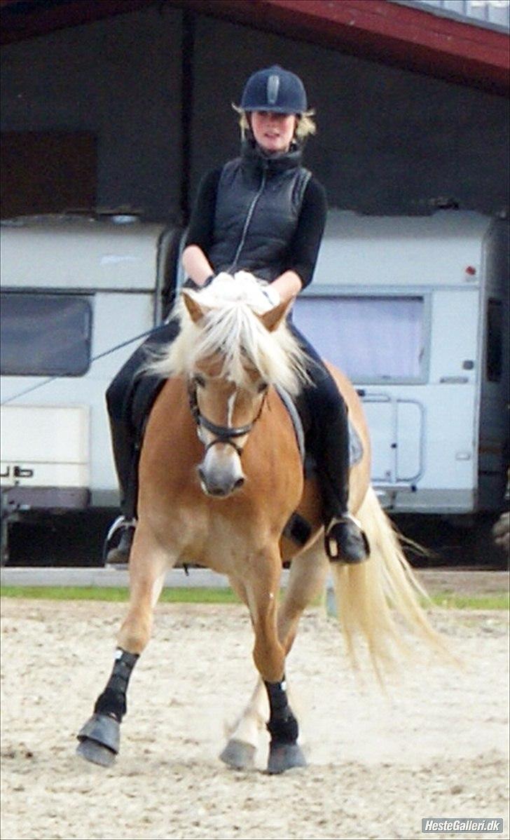 Haflinger FANNI  - Anne og Fanni, træning d. 11 maj 2011. Hendes stærke side, sidebeværelser.  billede 7