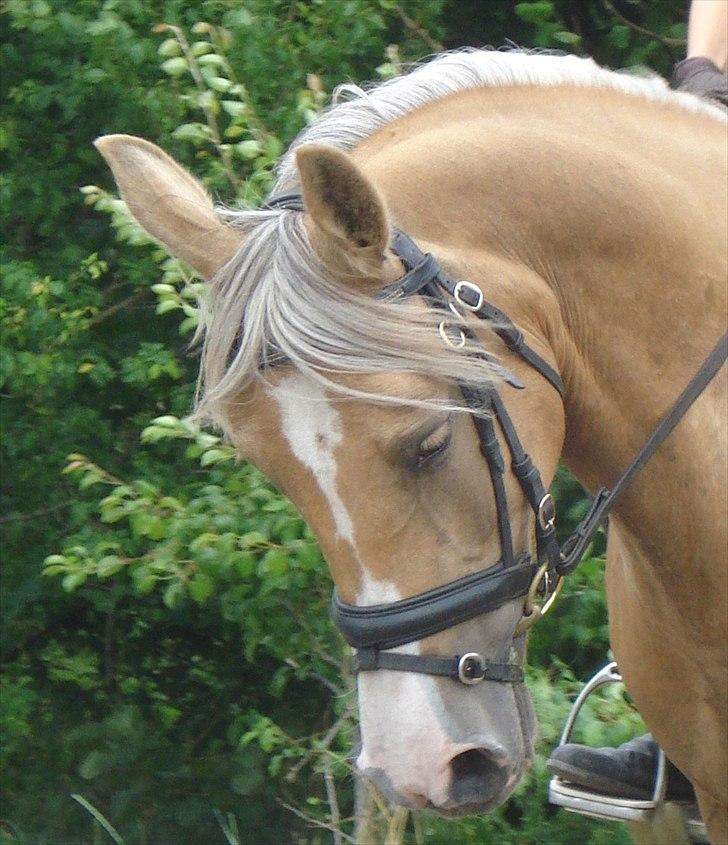 DSP Elvira Wales - sweet horse! billede 16