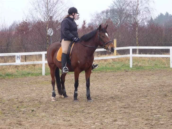 Anden særlig race Ally billede 9