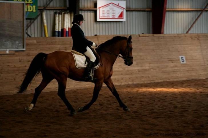 Dansk Varmblod Keevind (solgt)  - Gammelt, gammelt billed :D !! billede 18