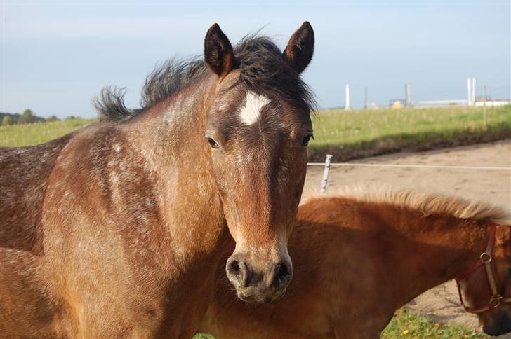 DSP Satisfaction "Solgt" billede 16