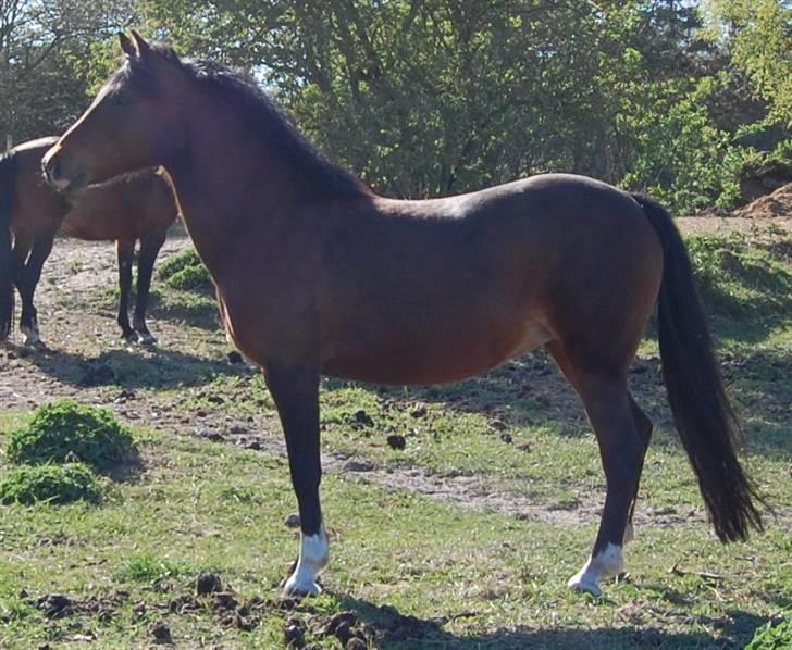 Anden særlig race Lykkebos Beauty billede 7