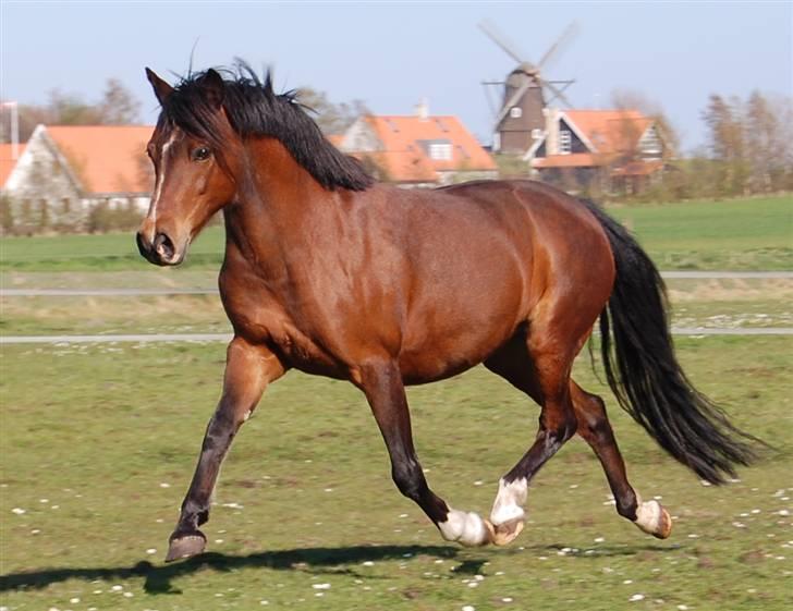 Anden særlig race Lykkebos Beauty billede 8