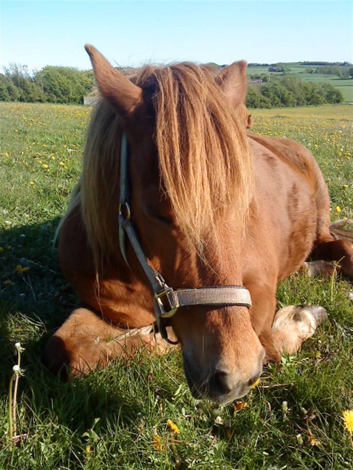 Islænder Lady (død) billede 3