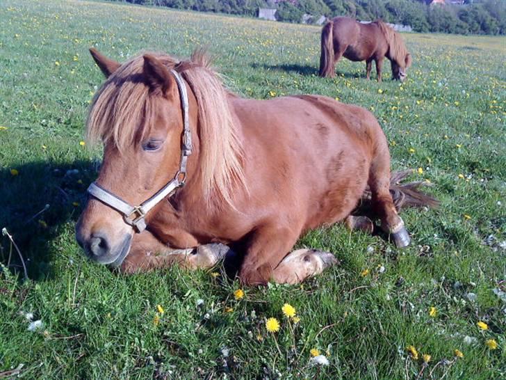 Islænder Lady (død) billede 4