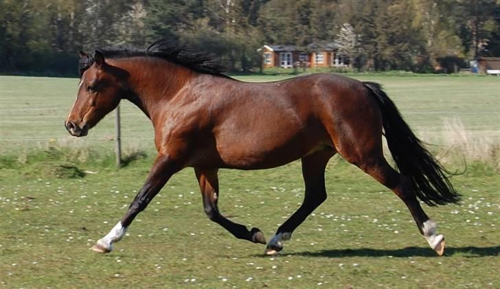 Anden særlig race Lykkebos Beauty billede 9