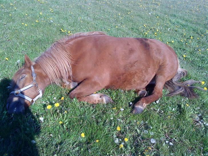 Islænder Lady (død) billede 5