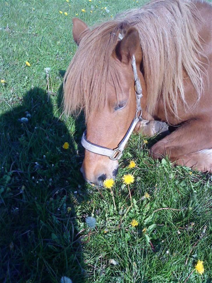 Islænder Lady (død) billede 6