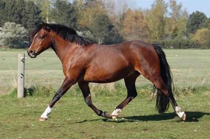 Anden særlig race Lykkebos Beauty billede 10