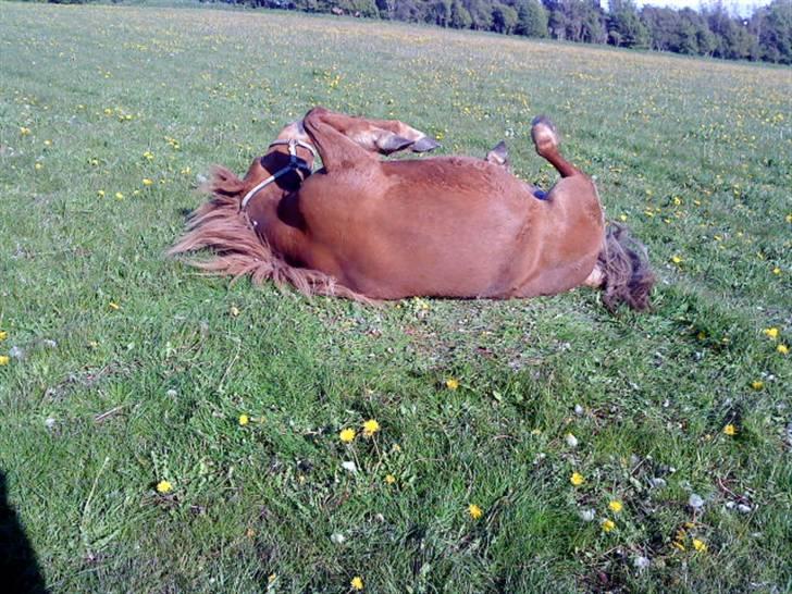 Islænder Lady (død) billede 7