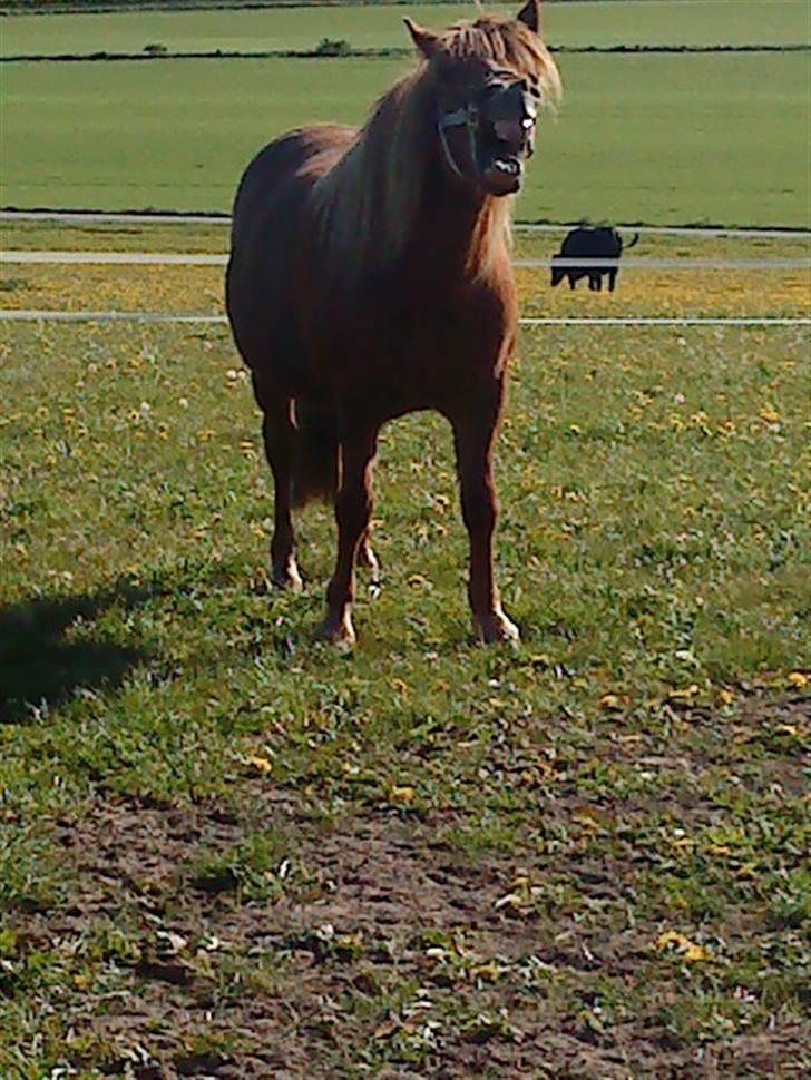 Islænder Lady (død) billede 8