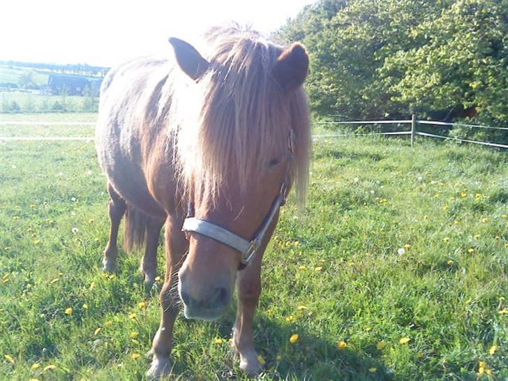 Islænder Lady (død) billede 9