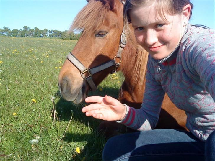 Islænder Lady (død) billede 10