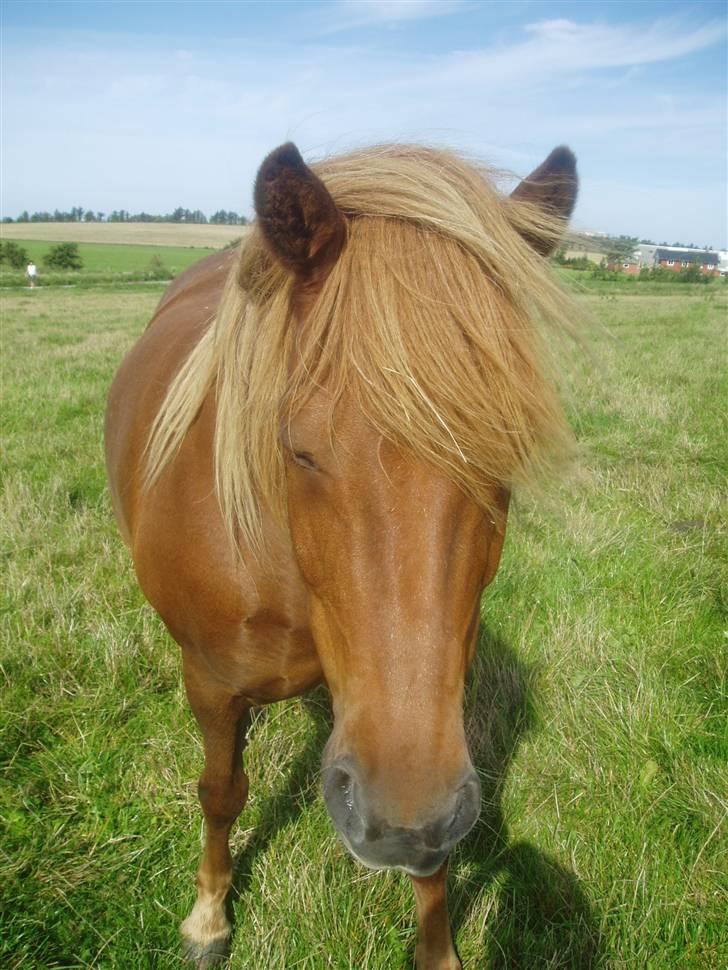 Islænder Lady (død) billede 11