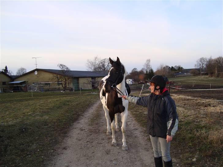 Pinto Moonlights Givea  - britta og givea billede 9