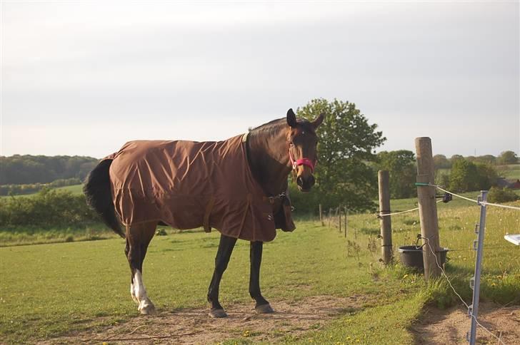 Dansk Varmblod Mathilde billede 9