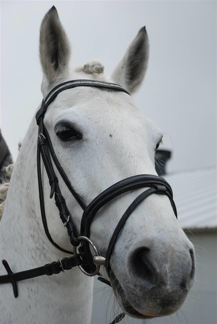 Connemara Zero To Hero billede 5