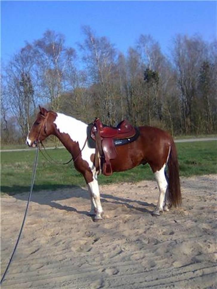 Pinto Kasho billede 9