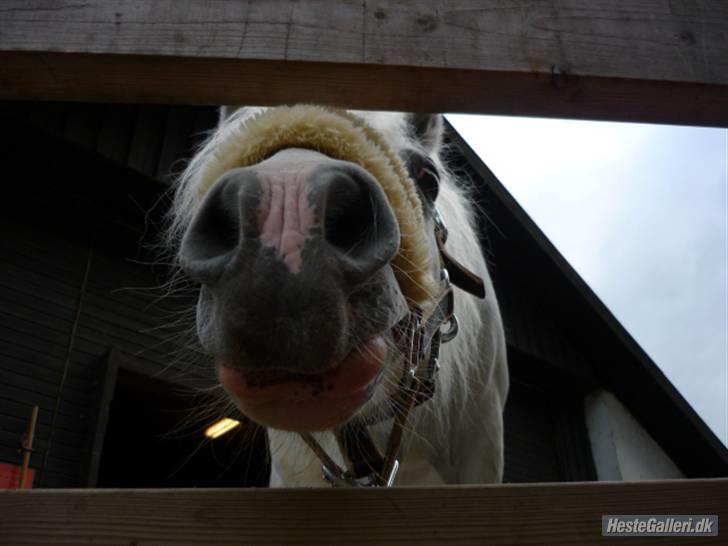 Anden særlig race Ballerina<3 billede 9
