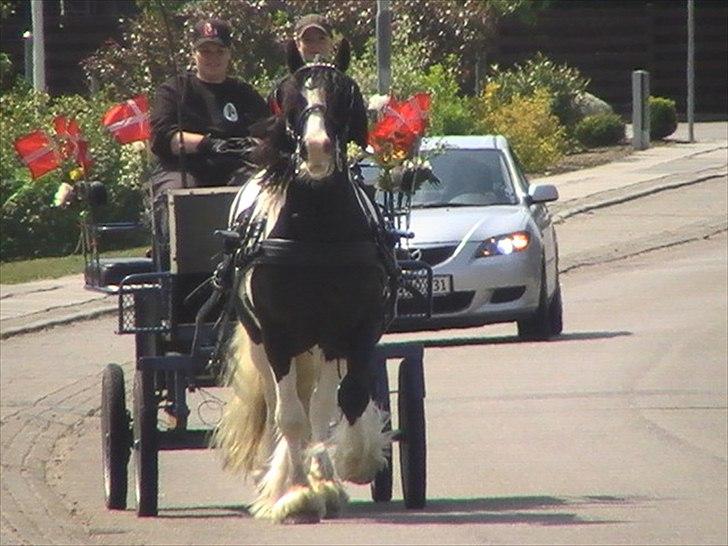 Irish Cob Robin Ó Reily   <<SOLGT>> billede 3