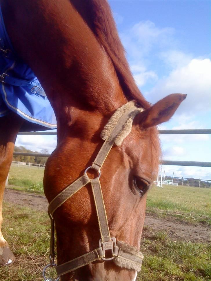 Anden særlig race Fakir.!  - Du får Solen til at skinne på selv den Dårligste dag! billede 6