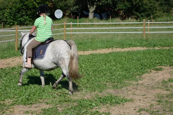 Anden særlig race Wendy solgt billede 14