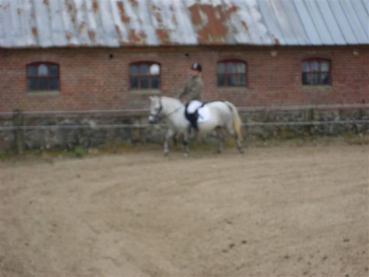 Anden særlig race Wendy solgt billede 16