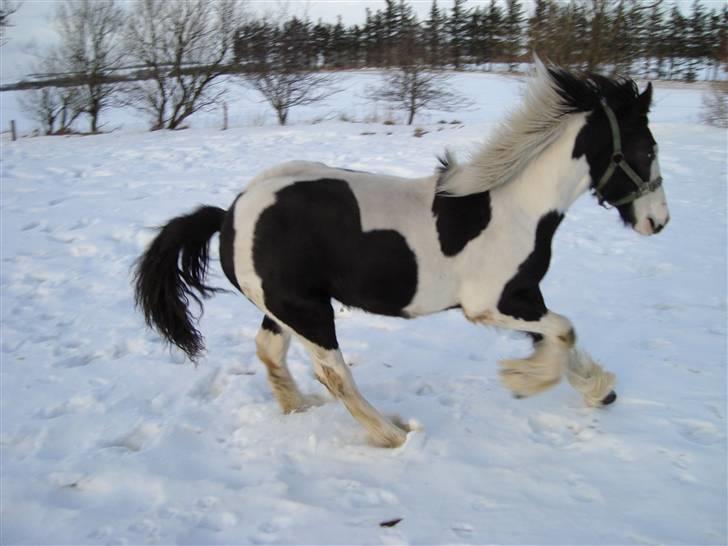 Irish Cob Viggo Hiiri Solgt. - Sneplov... billede 9