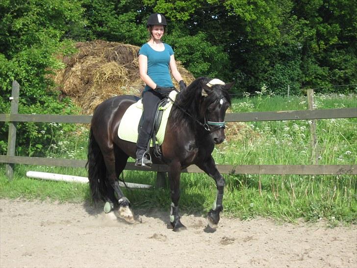 Welsh Cob (sec D) Valhallas Star Actress † - Dressur på banen 2010 billede 10