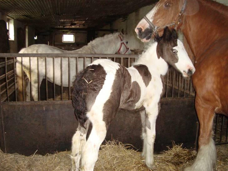 Irish Cob Viggo Hiiri Solgt. billede 10