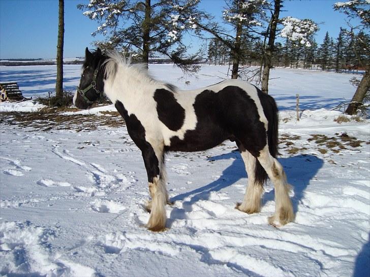 Irish Cob Viggo Hiiri Solgt. - Mulle... billede 11