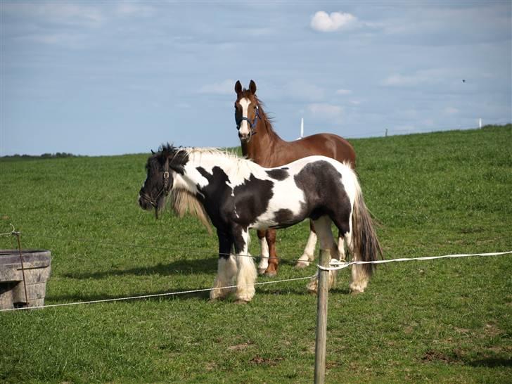 Irish Cob Danny Boy R.I.P billede 15
