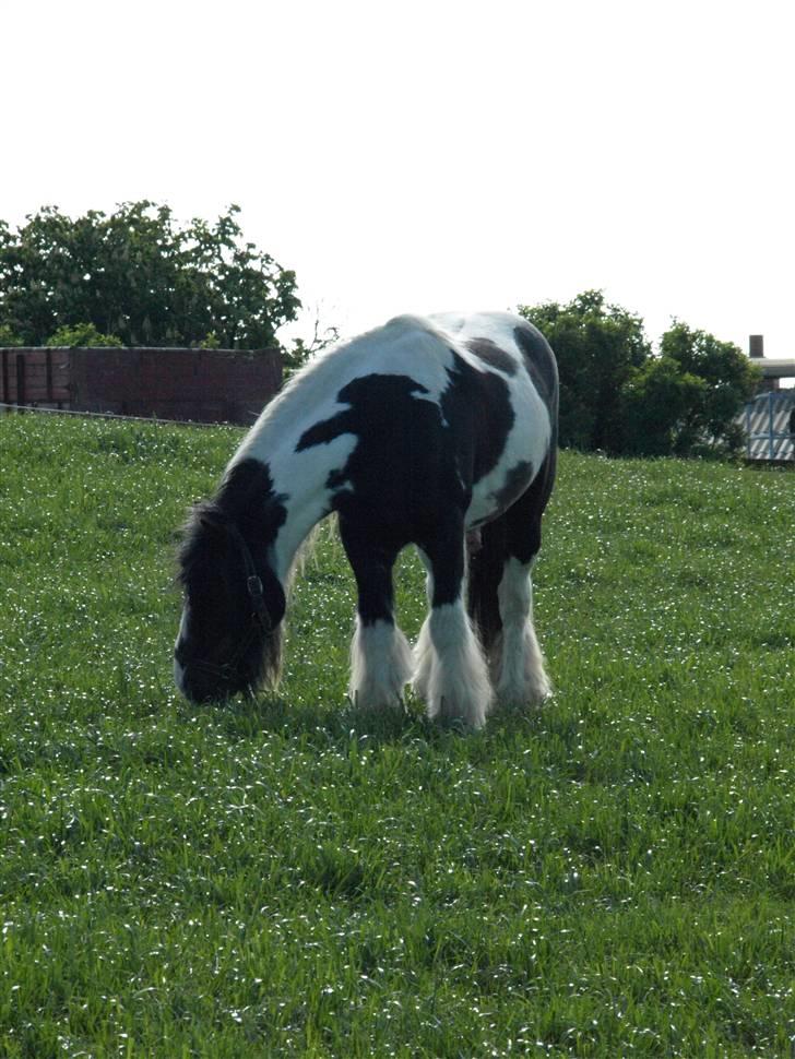 Irish Cob Danny Boy R.I.P billede 17