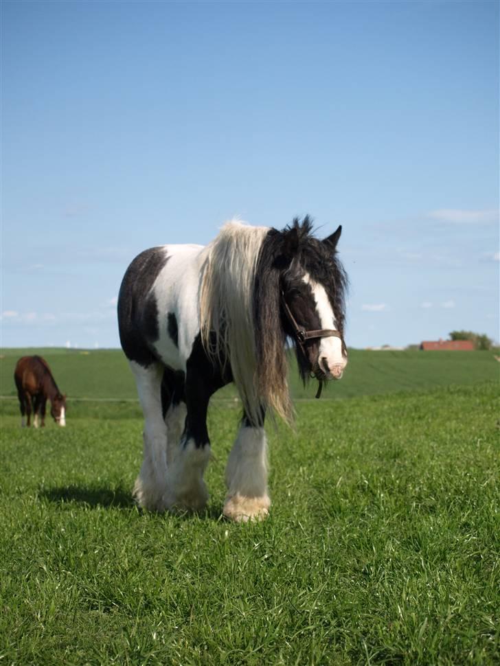 Irish Cob Danny Boy R.I.P billede 18