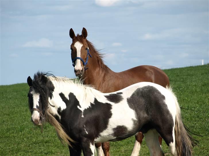 Irish Cob Danny Boy R.I.P billede 19
