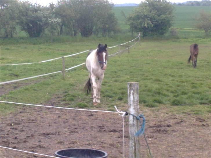 Anden særlig race Pepsie billede 12
