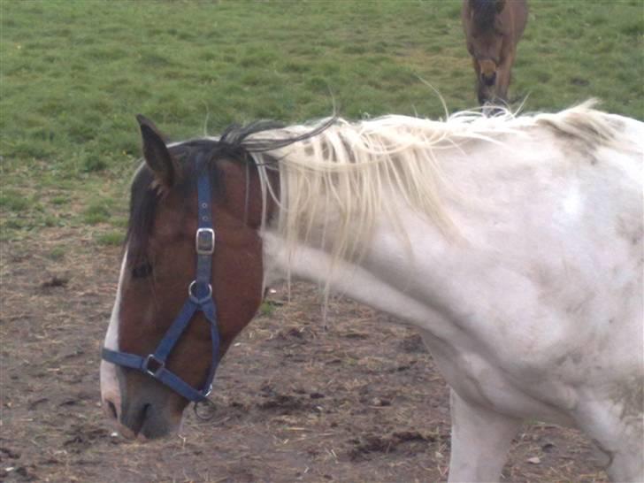 Anden særlig race Pepsie billede 13