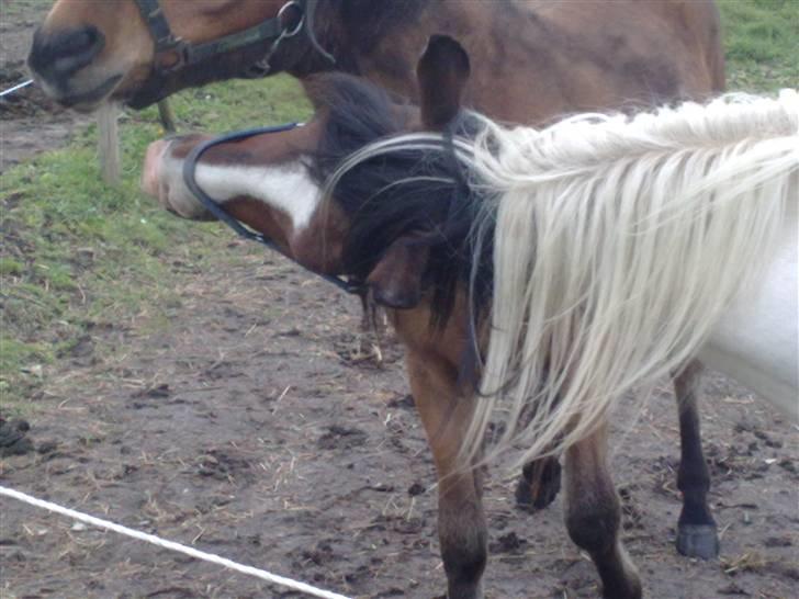 Anden særlig race Pepsie billede 14