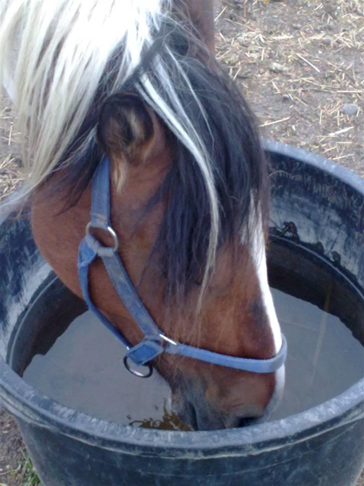 Anden særlig race Pepsie billede 15