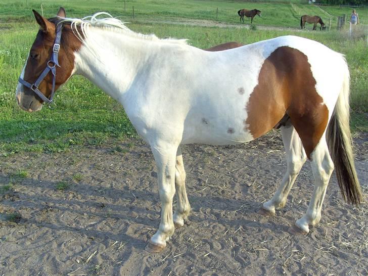 Anden særlig race Pepsie billede 17