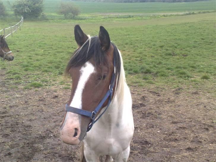 Anden særlig race Pepsie billede 19