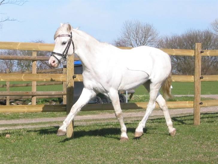 Welsh Pony (sec B) Hovmarkens Liva *Solgt* billede 6