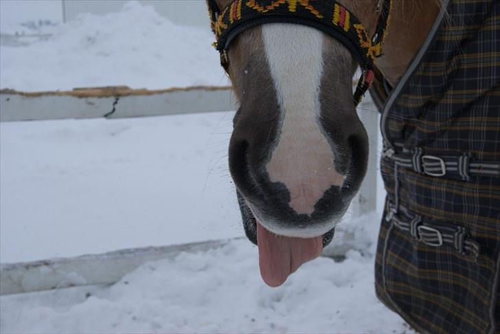 Haflinger Janita van der mans R.I.P billede 16