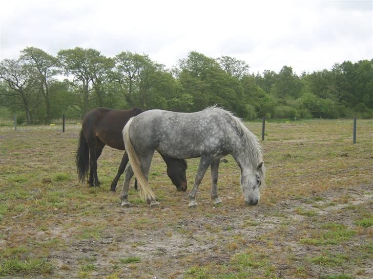 Anden særlig race Sussi billede 13
