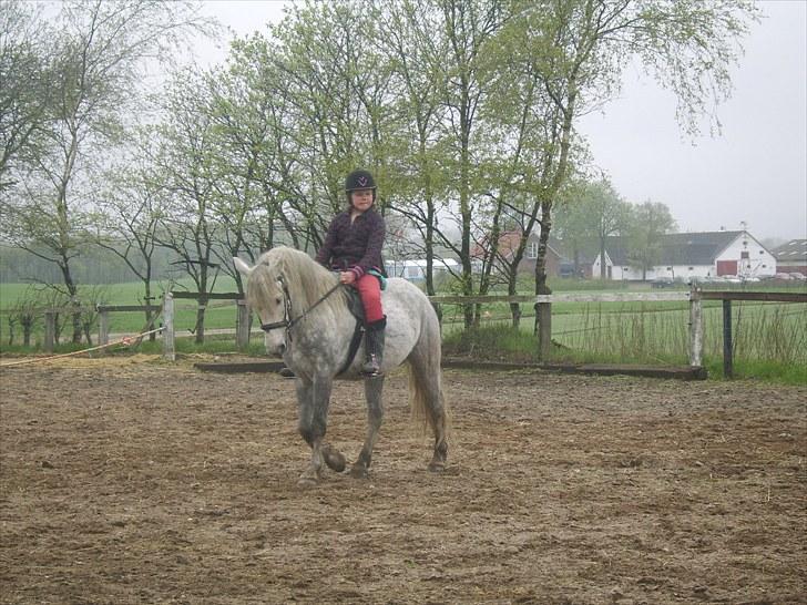 Anden særlig race Sussi billede 14